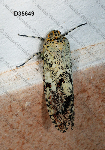 Phenax variegata (Fulgoridae, Hemiptera)